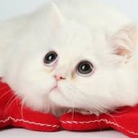 455063242_1972231426562035_3841024084602390699_n